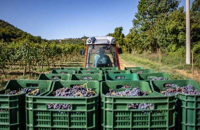 croce di febo vino montepulciano