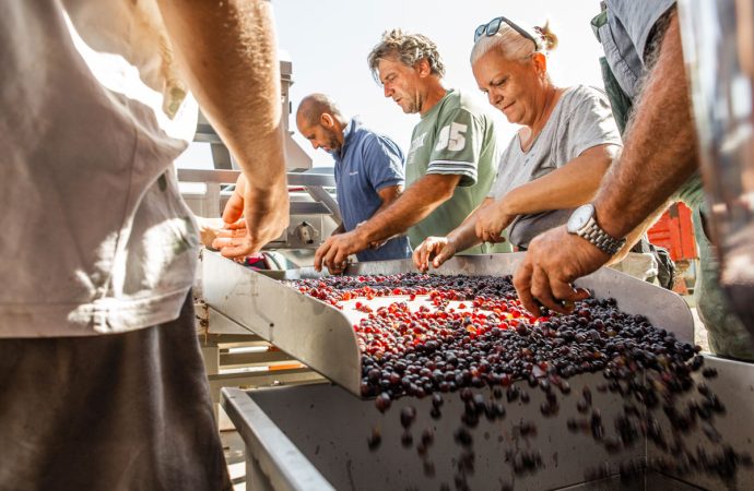 croce di febo vino montepulciano