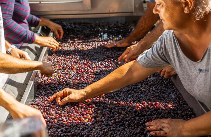 croce di febo vino montepulciano