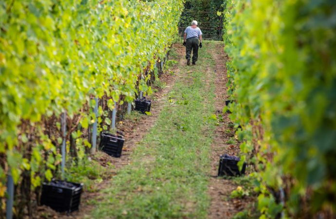 Vendemmia manuale