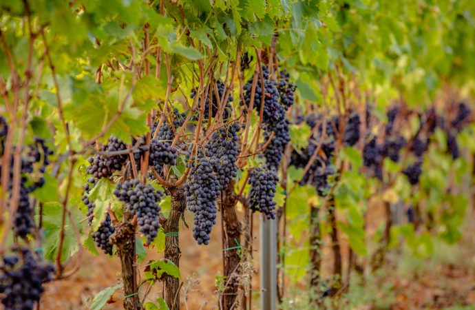 croce di febo vino montepulciano