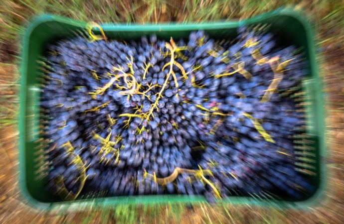 croce di febo vino montepulciano