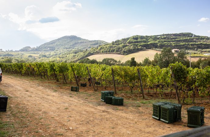 croce di febo vino montepulciano