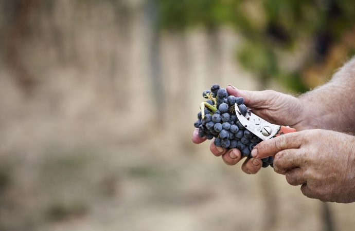 croce di febo terra