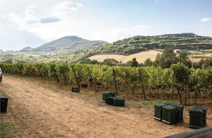 croce di febo vigneti nobile di montepulciano