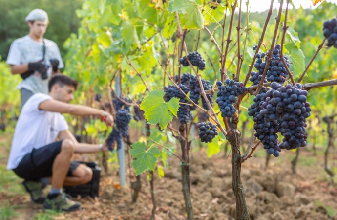 croce di febo cantina montepulciano